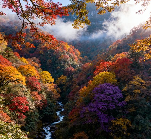 秋色天花板！瓦屋山彩林進入最佳觀賞期，錯過再等一年