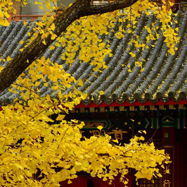 🍁 가을이 가장 아름다운 사찰, 대비사에서 찾은 고요함 🍁 가을이 가장 아름다운 사찰, 대비사에서 찾은 고요함