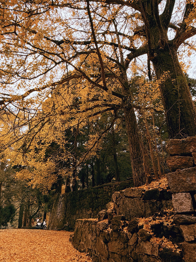 人少!景美!秋季來衡山到這才能值回票價 人少!景美!秋季來衡山到這才能值回票價