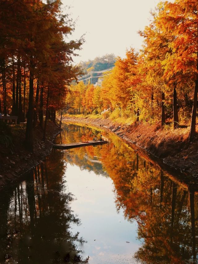 最新皖南川藏線的秋，藏在這片紅海裏。