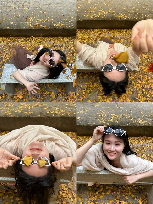 銀杏染秋，南雄赴一場黃金之約 