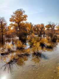 絕美秋色！在金塔胡楊林邂逅金色童話