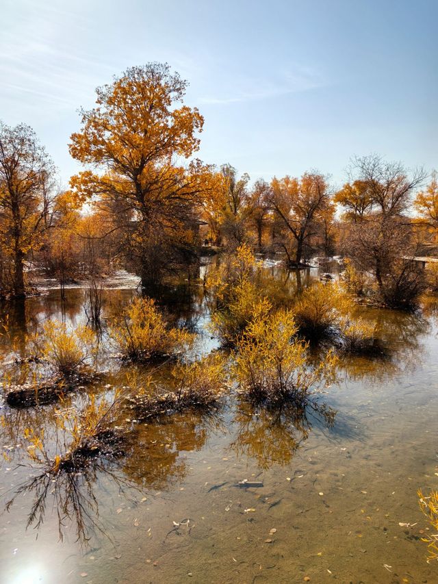 絕美秋色！在金塔胡楊林邂逅金色童話