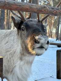 中國北極漠河｜10-4月極光機率拉滿！附人文+避坑攻略