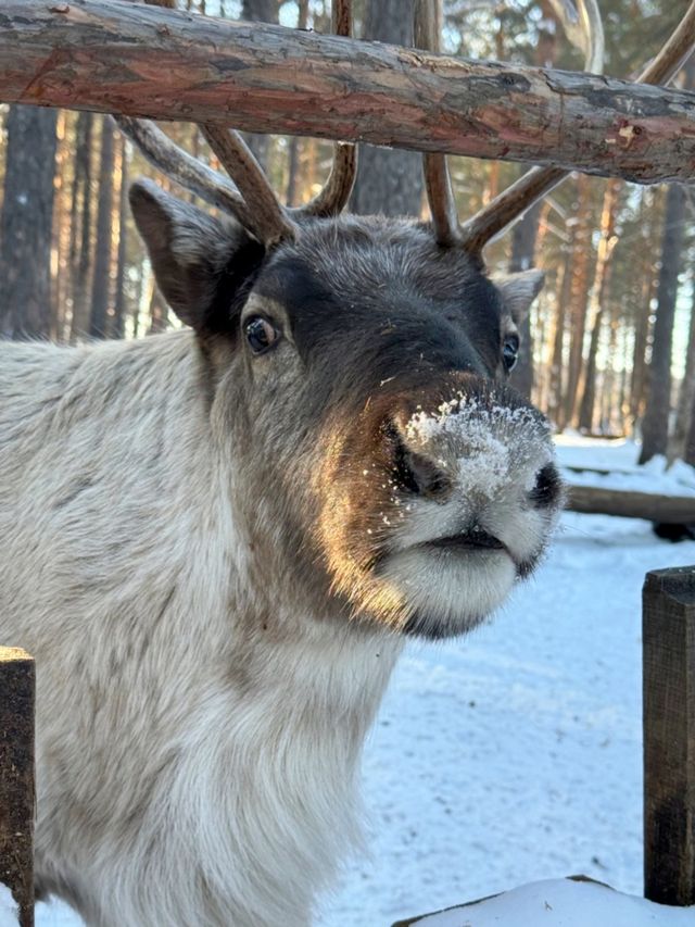 中國北極漠河｜10-4月極光機率拉滿！附人文+避坑攻略