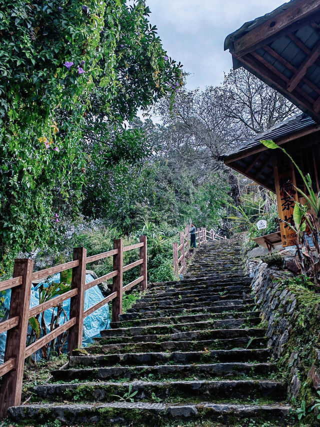 世遺糯乾古寨~在千年茶山與雲海之間穿梭 世遺糯乾古寨~在千年茶山與雲海之間穿梭