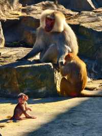 南京動物們的伊甸園——紫清湖野生動物世界