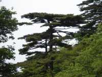 世界文化自然雙遺產——黃山