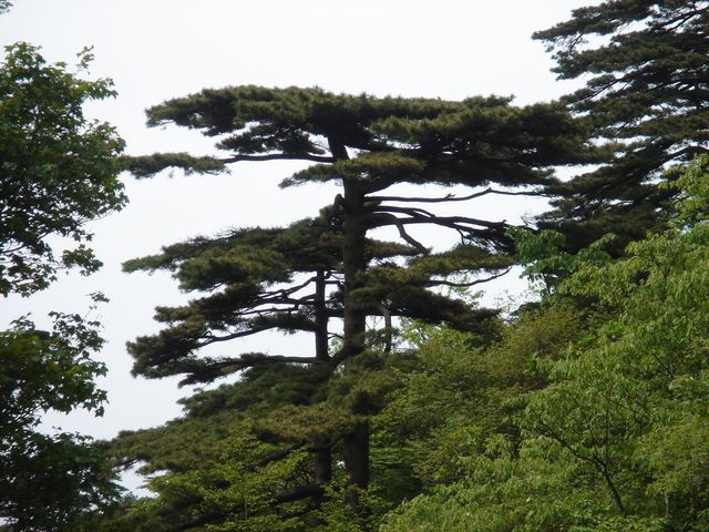 世界文化自然雙遺產——黃山