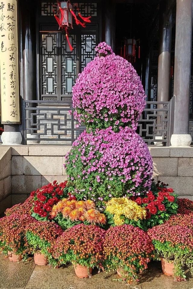 揚州賞菊指南｜滿城盡帶黃金甲！這3個地方美到心巴上