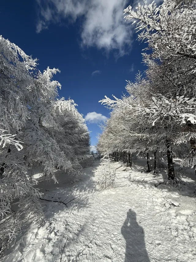 不是北歐，勝似北歐！雪後樺皮嶺