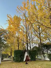 11.20實拍，武漢市中心看銀杏就這裡人最少