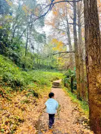 看2025年葛仙山最後一場銀杏雨11.16live