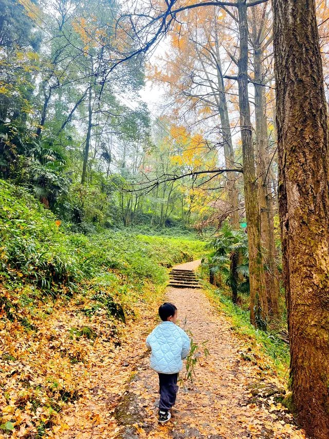 看2025年葛仙山最後一場銀杏雨11.16live