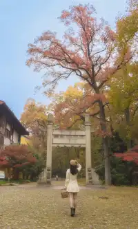 暮秋風起染金陵 我拍到一整個南京的秋天