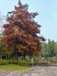 紅杉漸染,來鄞州公園一期邂逅初冬限定浪漫