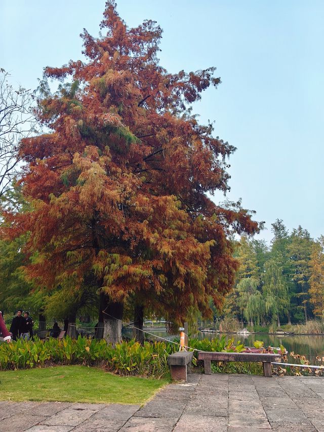 紅杉漸染,來鄞州公園一期邂逅初冬限定浪漫 紅杉漸染,來鄞州公園一期邂逅初冬限定浪漫
