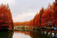梧桐金雨絕絕子！世紀公園秋日限定攻略