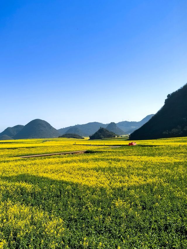 峰叢花田醉我心