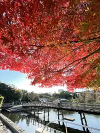 名古屋紅葉—白鳥庭園