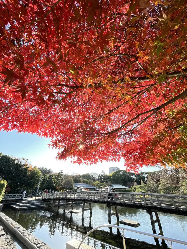 名古屋紅葉—白鳥庭園 名古屋紅葉—白鳥庭園