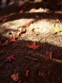 我找到了廈門的秋天