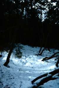 官鵝溝冬季 1 日遊冰瀑雪景全攻略