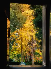 錯過等一年！世博公園銀杏濃度100%