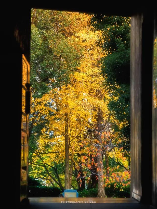 錯過等一年！世博公園銀杏濃度100%