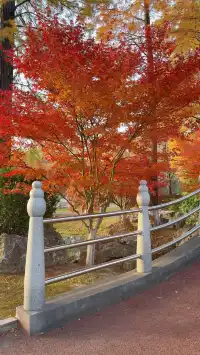 真的紅了武漢青山公園11.27實拍，美絕了