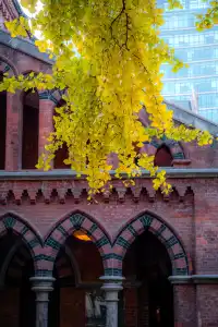 那道光撒向聖三一的銀杏上,也照進我的心裡