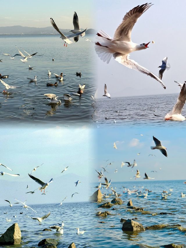 深圳冬日封神！海鷗與日落的浪漫暴擊