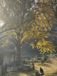 南京千年銀杏|原片直出無濾鏡