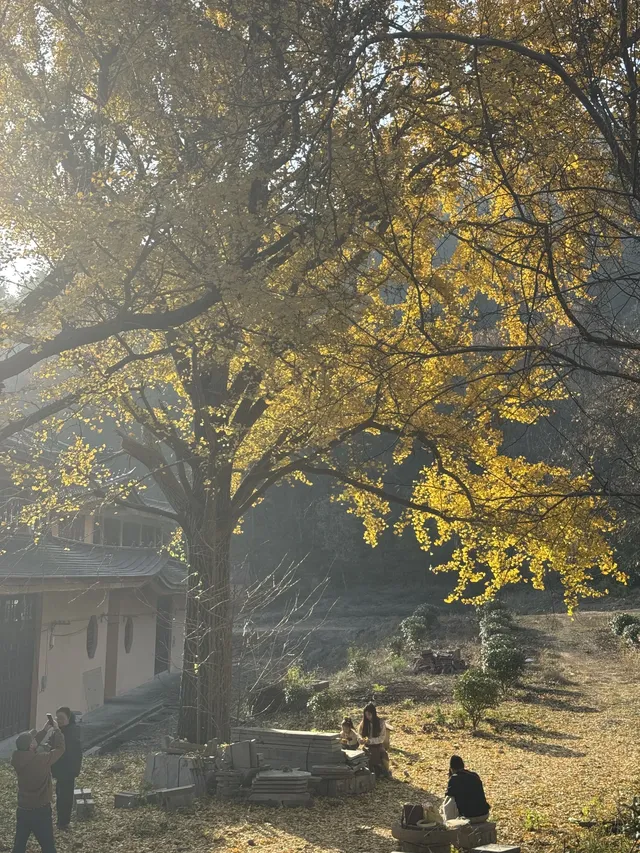 南京千年銀杏|原片直出無濾鏡 南京千年銀杏|原片直出無濾鏡
