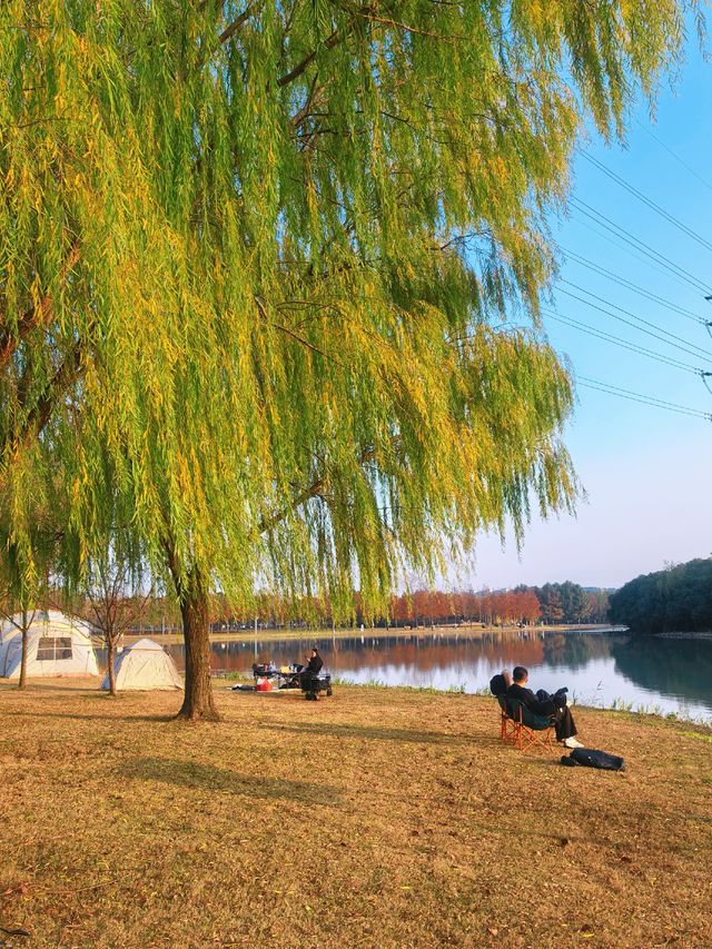 滬上秋韻 | 湖畔金柳,沔青之秋 滬上秋韻 | 湖畔金柳,沔青之秋