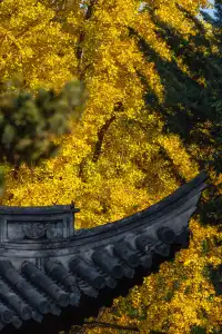 深秋的龍華寺美到無法用言語描述