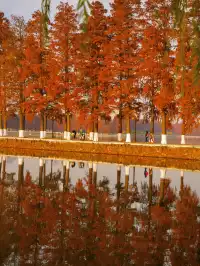 12.3的東湖殺瘋了!分享一條油畫感騎行路線