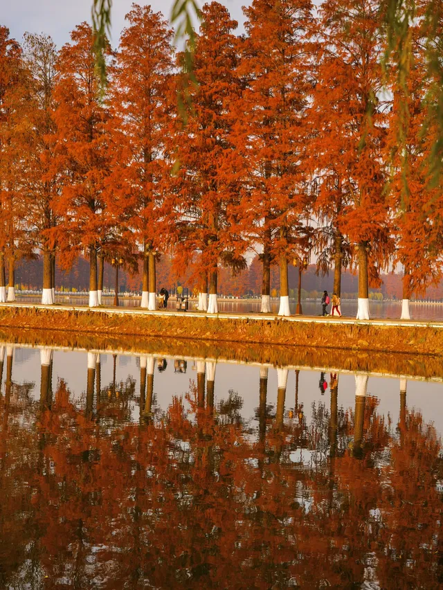 12.3的東湖殺瘋了!分享一條油畫感騎行路線 12.3的東湖殺瘋了!分享一條油畫感騎行路線