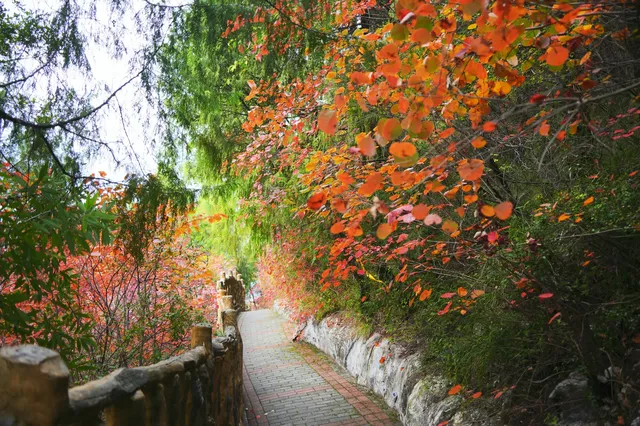 巫山龍脊看紅葉｜懶人零難度路線