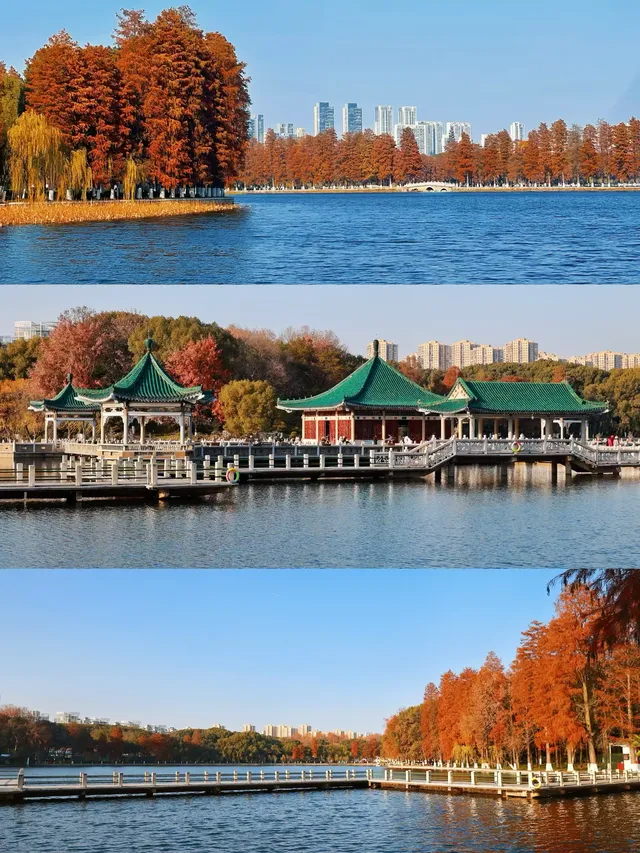 接下來的武漢，一定別錯過處絕美紅杉林