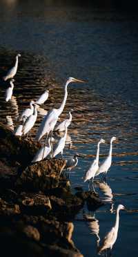 順濟橋畔觀鳥勝地