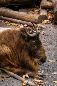 上海動物園‖動物攝影師的天堂