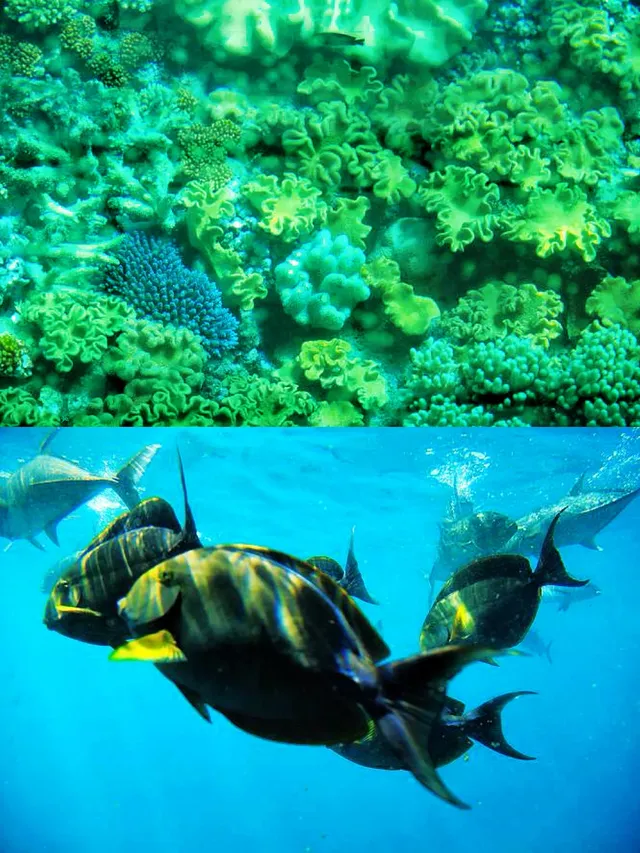 請大數據推給去澳大利亞的你｜攻略可下載！