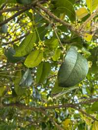 南京音樂台白鴿治癒時刻｜紫金山必打卡地標