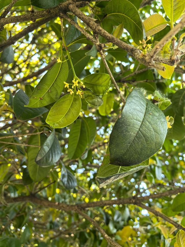 南京音樂台白鴿治癒時刻｜紫金山必打卡地標