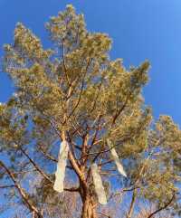 5天冬遊張掖-嘉峪關-酒泉超絕