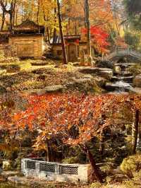 被問爆了!這個秋天在永泉小鎮,找到了江南最治癒的時光