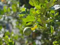 在南澳隱秘山谷裡,住進了她的花藝工作室