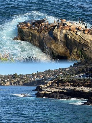 Dive into the "Heart of the Gem": Swim with Sea Lions and Explore Underwater Caves in La Jolla