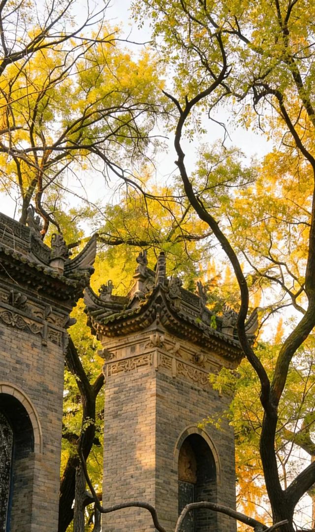 銀杏與古建邂逅 銀杏與古建邂逅